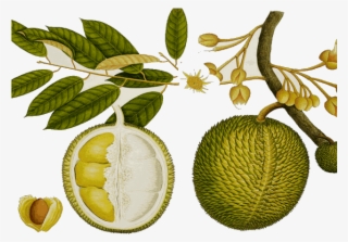 Durian Clipart Durian Tree - Jackfruit Png