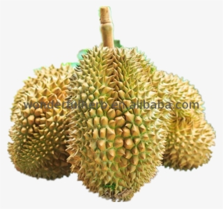 Hot Sell Raw Jackfruit Seeds Nutrition Powder Durian - Durian