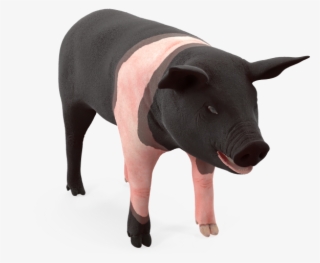 4 Hampshire Pig Piglet Rigged Royalty-free 3d Model - Domestic Pig