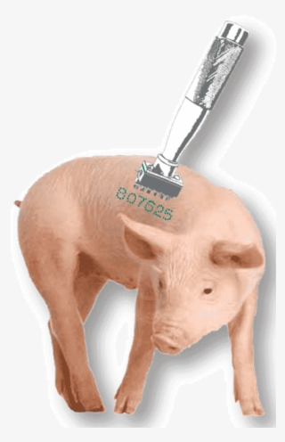 Baby Pig Body Tattoo Characters - Pig On White Background