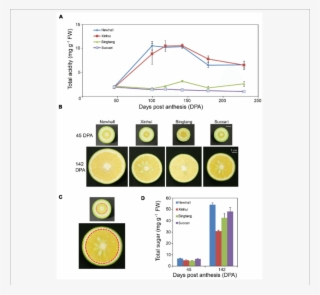 Acid And Sugar Metabolic Changes During Orange Fruit - Lemon Fruit Bud Development Stage