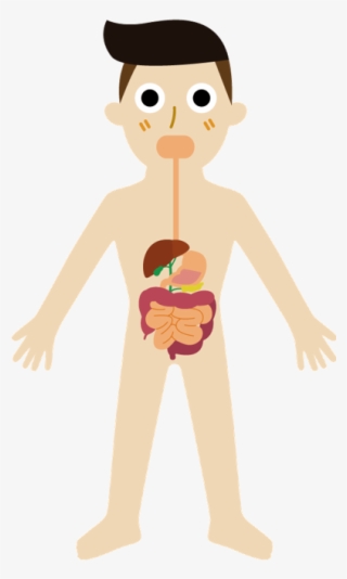 Digestive System In Cartoon