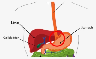 Digestive System 1 - Colourful Diagram Of Digestive System