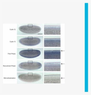 Dunk Is Transiently Transcribed At The Onset Of Cellularization - Airliner