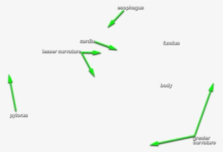 Identify Each Of The Following And Label Them On Your - Diagram