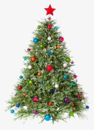 The Freshest Christmas Trees - Transparent Christmas Tree Png