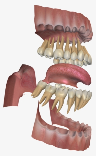 3d Digestive System Project - Bone