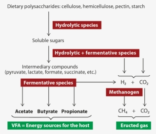 Rumen Fermentation - Carbohydrate Fermentation In The Rumen
