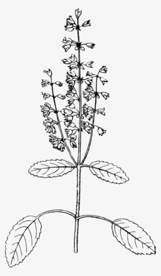 Basil Png Black And White - Basil Plant Black And White Clipart