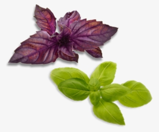 Basil Bundle - Basil