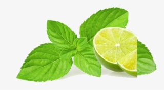 Basil Clipart Chocolate Mint - Illustration