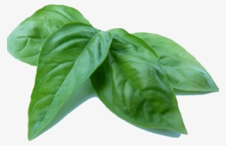 Basilalec2017 07 13t21 - Hydroponic Basil Manganese Deficiency