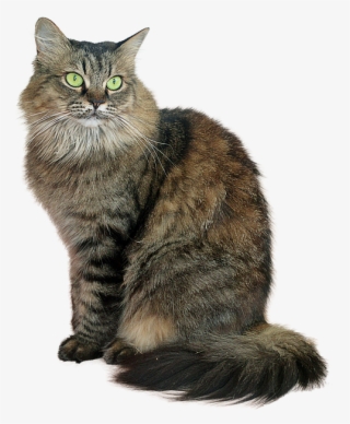 Image Cropped, Cat, Tabby Cat, Feline, Green Eyes - Cat Cropped