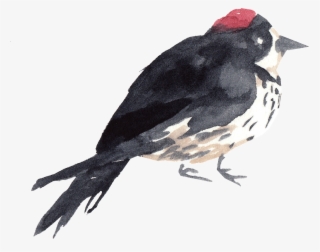 Black Flowers And Birds Transparent Decorative - Watercolor Painting