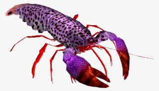 Homarus