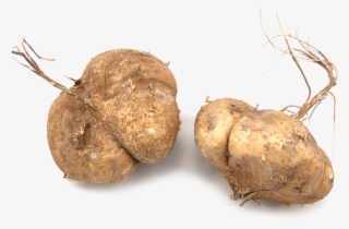 Russet Burbank Potato