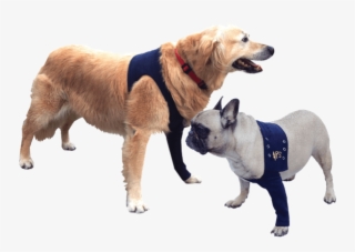 Body Pour Chien Apres Operation