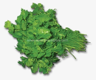 Estos Son Algunos De Los Productos Que Puede Encontar - Parsley