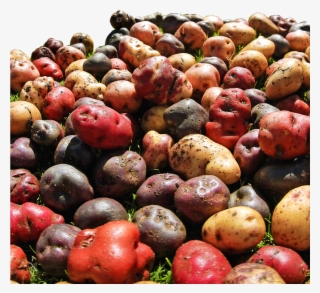 Las Tiendas De Descuento, Que Representan Más Del 46% - Gourd