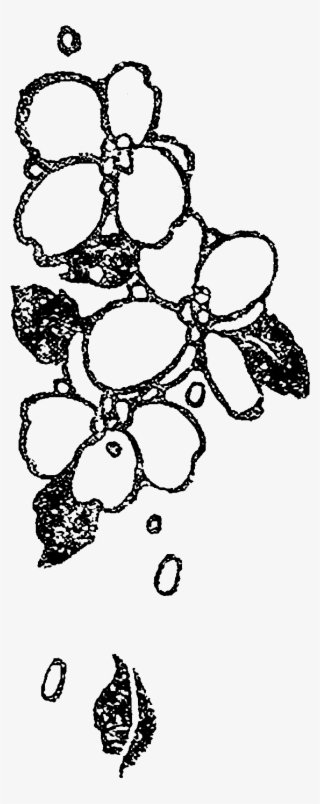 However, I Love That The Distressed Look Only Gives - Illustration