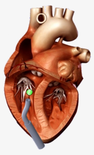 File - Heart - 3d Heart Model