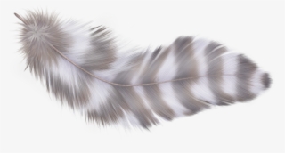 Фотки Parrot, Feathers, Clip Art, Photoshop, Parrot - Feather