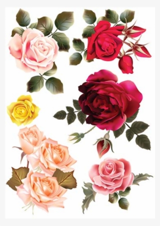 Garden Roses