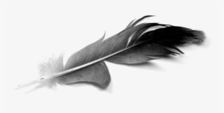 Black Feathers - Hd 3320×1692 - Real Black And White Feather