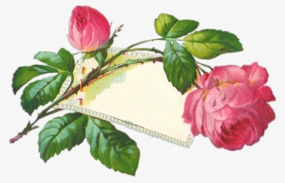 Vintage Roses En Png - Pfingsten Png
