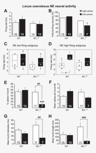 Locus Coeruleus Norepinephrine Burst Activity Is Reduced - Glut 4 Adipose Tissue High Fat Diet