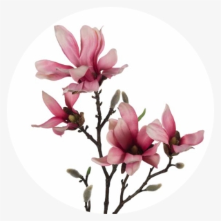 White - Pink - Chinese Magnolia