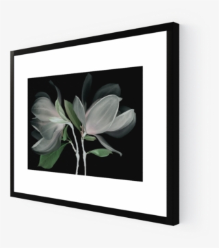 Photo Fleur De Magnolia - Picture Frame