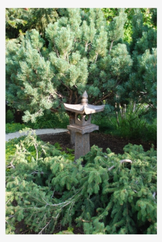 Tranquillity Corner Escape Garden Design - Shortleaf Black Spruce