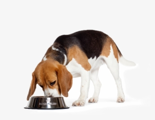 The Beagle Has A Straight And Square Cut, Medium Length - Flyers Comida Para Perros