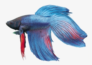 Betta Splendens - Bony-fish