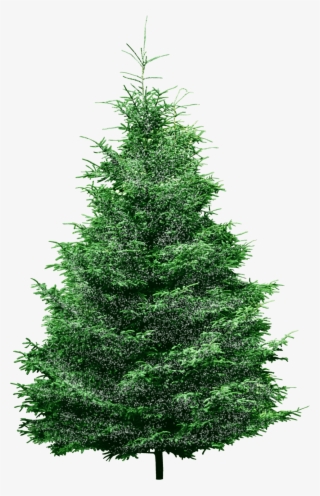 Christmas Holly 'in The Hoop' Machine Embroidery Designs - Fur Tree Png