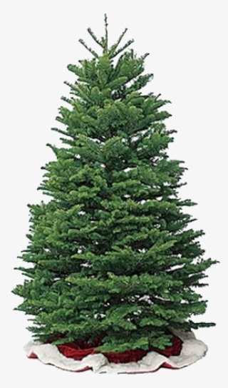 Offering Two Varieties To Choose From, All Oregon Farmed - Black Christmas Tree