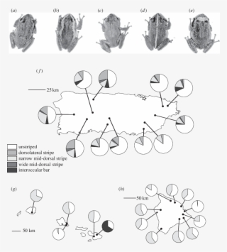 Examples Of Dorsal Stripe Patterns And Maps Of Their - Drawing