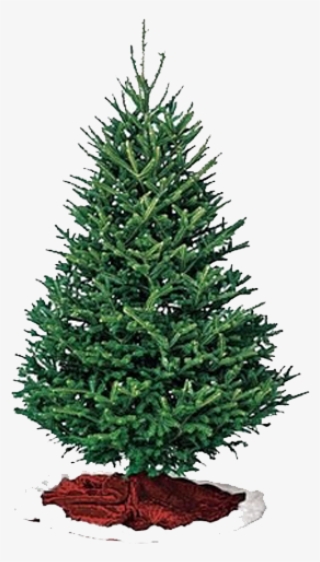 Offering Two Varieties To Choose From, All Oregon Farmed - Fraser Pine Christmas Tree