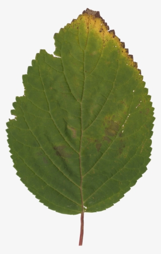 Nature Leaves - Canoe Birch