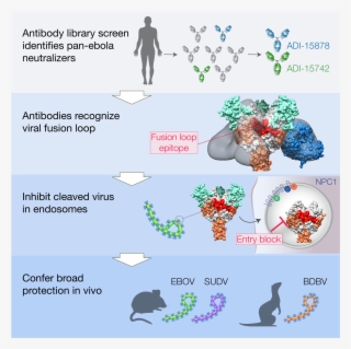 Antibodies From A Human Survivor Define Sites Of Vulnerability