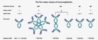 The 5 Major Classes Of Immunoglobulin - Diagram