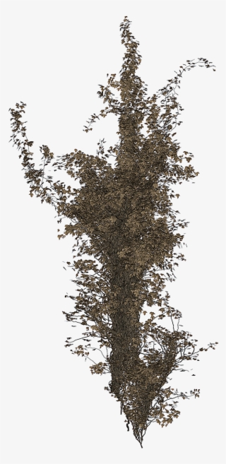 Isolated Tree Ivy Tree - Tree