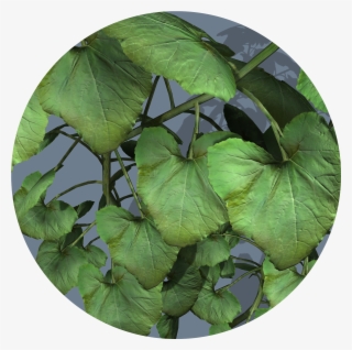 Textures - Aquatic Plant