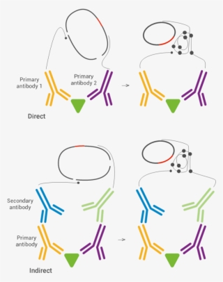 The Technique Can Use Either Monoclonal Or Polyclonal - Pla Proximity Ligation Assay