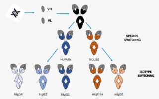 Expertise Working With A Wide Range Of Antibody Formats,