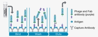 Selection With A Captured Antigen - Guided Selection Antibody
