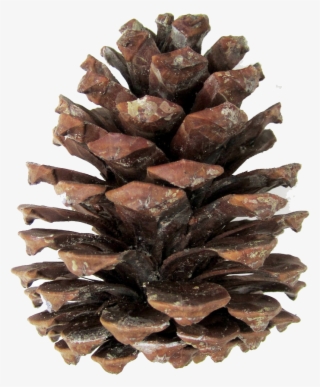Pine Cones Png - Transparent Pine Cone Png