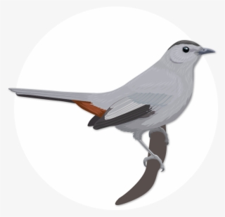 Gray Catbird - Old World Flycatcher