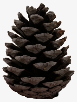 Pine Sticker - Western Yellow Pine